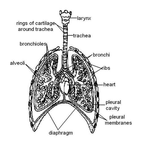 Respiratory system diagrams to label fresh 16 best of the respiratory