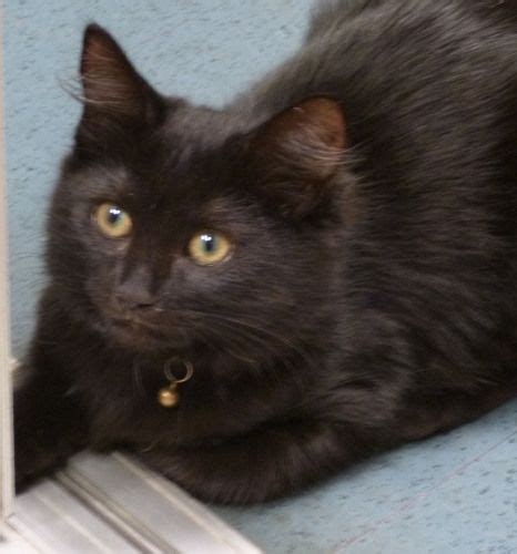 Meet Hope A Petfinder Adoptable Domestic Long Hair Black Cat