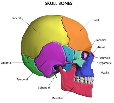 The auditory ossicles (malleus, incus, and stapes) of each ear are also bones in the head separate from the skull. BENEFITS OF FOOT ZONING THE CRANIAL BONES