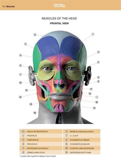 Head Anatomy Anatomy Study Anatomy Drawing Anatomy Reference Facial