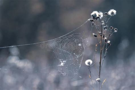 Meadow Flowers Shrouded In Cobwebs Stock Image Image Of Haunted