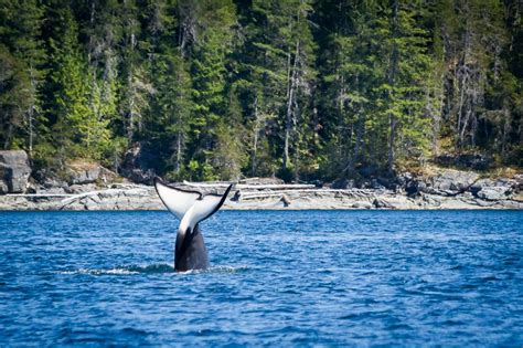 Orca Near Campbell River Bc Pinned By Haw Campbell