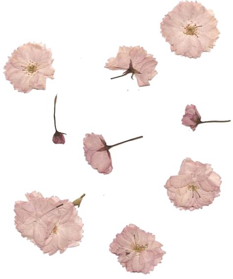 Dry Flower Png Picture Png All Png All