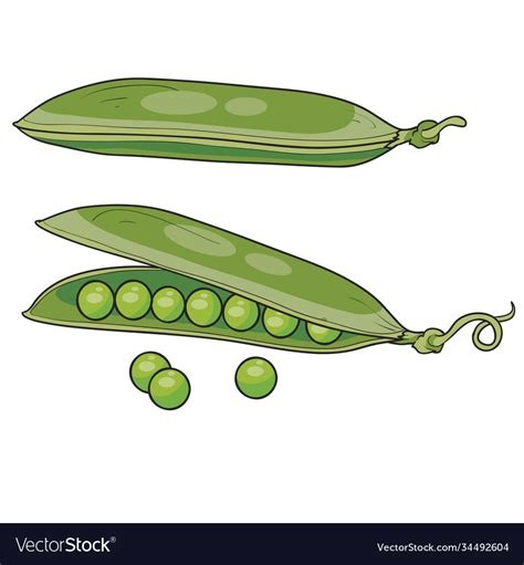 Green Pea Pods With Grains Cartoon Isolated Vector Image