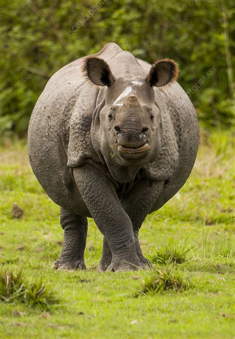 Indian Rhinoceros Stock Image C0464103 Science Photo Library