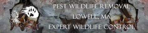 Serving northern new jersey (morris, warren, hunterdon county). Lowell Wildlife Removal - Massachusetts Pest Wildlife Removal