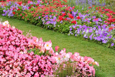 See more ideas about shrubs, plants, garden shrubs. Plants To Line Walkway - Rona Mantar