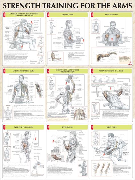 Strength Training Exercises | ObedientLifestyle
