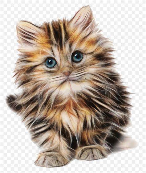 Cute Kitten Drawing Png 936x1110px Cat American Curl British Semi