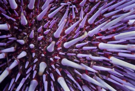 Structure Of Sea Urchin Spine Explains Its Strength And Fragility
