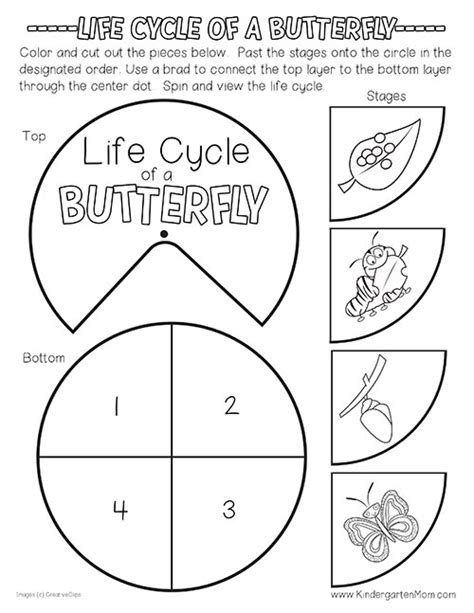 Butterfly Life Cycle Template Free Printable Templates