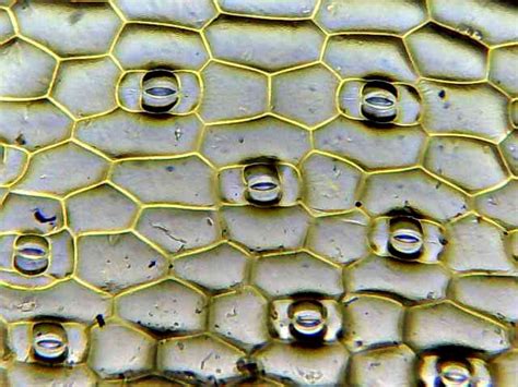Guard cells are specialized plant cells in the epidermis of leaves, stems and other organs that are used to control gas exchange. Guard cells regulate gas and moisture exchange : Plants ...