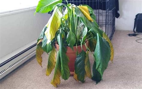 Check spelling or type a new query. How To Fix Peace Lily Root Rot (Spathiphyllum Root Rot ...