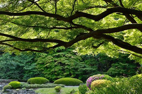 1080x2340px Free Download Hd Wallpaper Green Leafed Tree Trees
