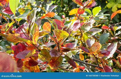 Autumn Bushes With Red And Yellow Leaves Stock Photo Image Of Leaf
