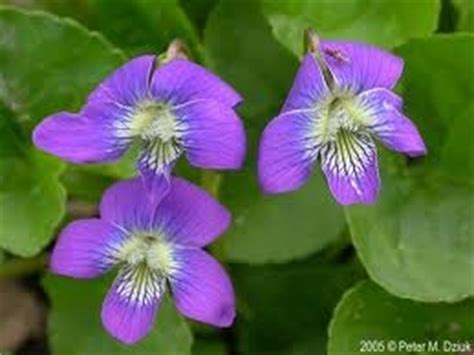 Maybe you would like to learn more about one of these? New Jersey State Flower Common Meadow Violet | Natur