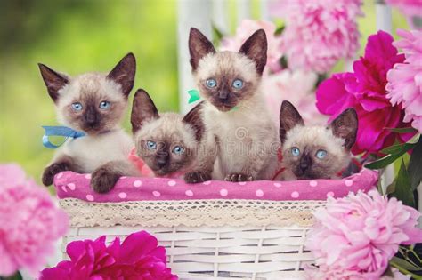 Free Siamese Kittens 40 Free Hd Wallpaper Siamese Cat On