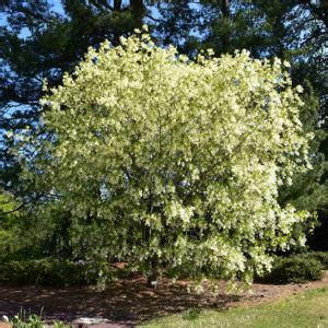 White Fringetree Buchanan S Native Plants