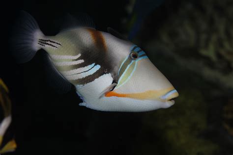 Non Native Lagoon Triggerfish Removed From Ft Lauderdale Waters