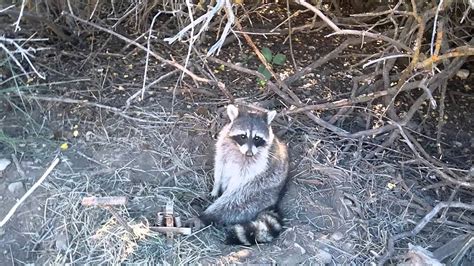 Raccoon Caught In Dirt Hole Set And Remake Of Set Youtube
