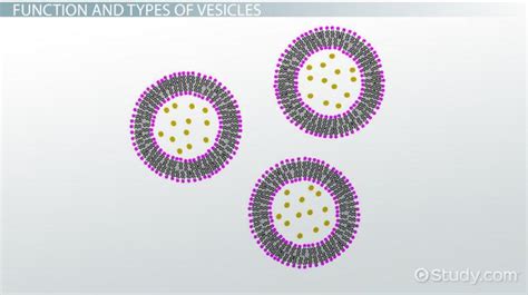 Maybe you would like to learn more about one of these? Vesicles: Definition & Function - Video & Lesson ...