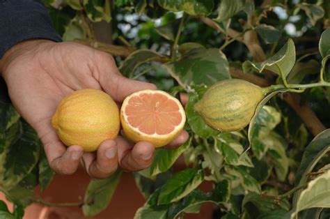 Maybe you would like to learn more about one of these? Variegated dwarf pink lemon tree. Perfect to have potted ...
