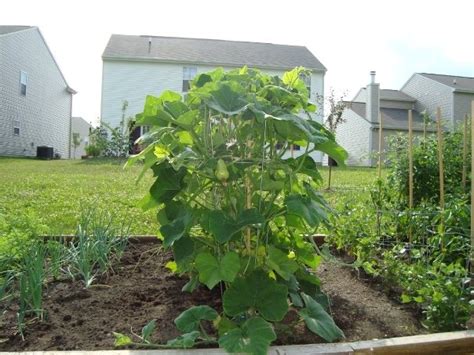 Does zucchini need a tomato cage? Pin by Christine Nemcik on Gardening ideas | Vertical ...