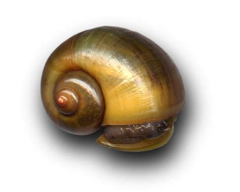 Snail Meal Feedipedia