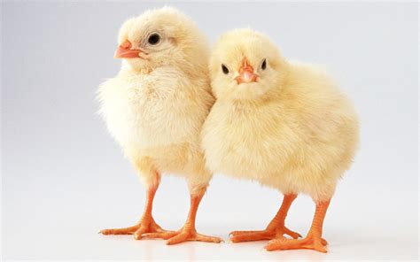 Cute Baby Chicks Wallpapers Wallpaper Cave