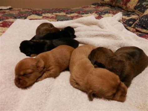 Adorable Schweenie Puppies Shih Tzu Dachshund Mix For Sale In