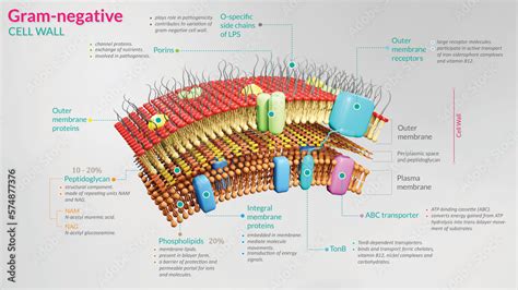 3d Illustration Of Gram Negative Bacteria Cell Wall It Shows All