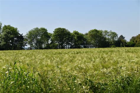 Barley N Chadwick Cc By Sa Geograph Britain And Ireland