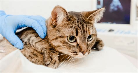 The illness isn't all that different to the human variation. Feline Upper Respiratory Infection (Cat Flu): What It Is ...