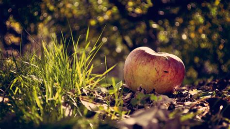 It's great as a fashion print, textile design, home decor and scrapbooking digital. Apple fruit wallpapers 1920x1080 Full HD (1080p) desktop ...