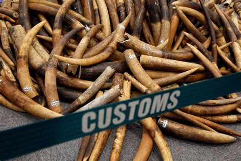 A Vast Haul Of Ivory From Malaysia Is Seized In Hong Kong Clean Malaysia