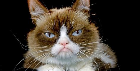 How Much Was The Grumpy Cat Worth World Crypto News