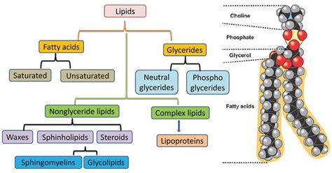 What Are Lipids An Introduction