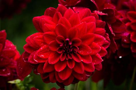 Nature Dahlia 4k Ultra Hd Wallpaper By Cloudtail The Snow Leopard