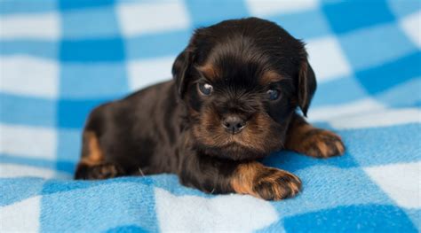 We have generally had great success standardizing on about the 5 week mark with. Cavalier King Charles puppies turn 3 weeks ~ AKC ...