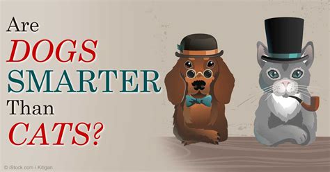 We did not find results for: Research: Are Dogs Smarter than Cats?
