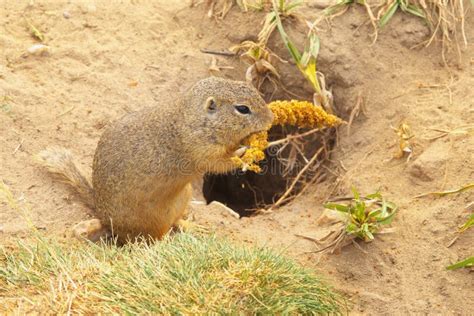 Eating Ground Squirrel Stock Image Image Of Environment 60806639