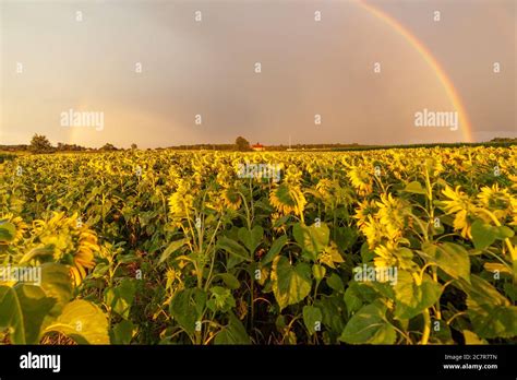 Sunflowers Field Rainbow Hi Res Stock Photography And Images Alamy