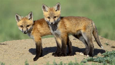 146 fox hd wallpapers and background images. Free Cool Wallpapers: red fox wallpapers