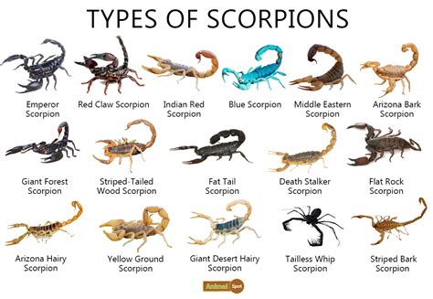 Scorpion Facts Types Diet Reproduction Classification Pictures