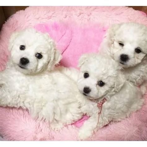 Standard ➕ mini goldendoodles 🏷 👉🏻 interested in a pup? Goldendoodle Phoenix, Goldendoodle puppies for sale, 2 ...
