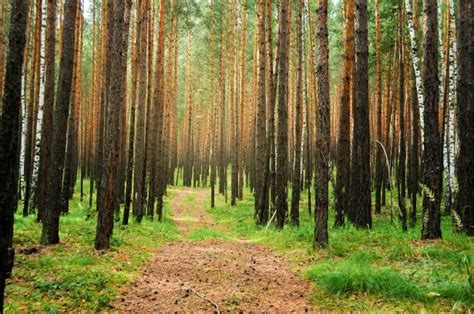 Forest Landscape Free Stock Photo Public Domain Pictures