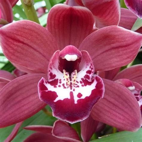 We did not find results for: CYMBIDIUM ORCHID BENJAMINE 60cm | Wholesale Dutch Flowers ...