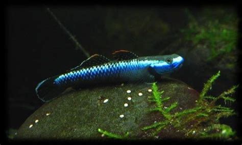 Sus Aquatic Blue Neon Goby Opal Cling Goby 蓝面电光蝦虎 Lazada
