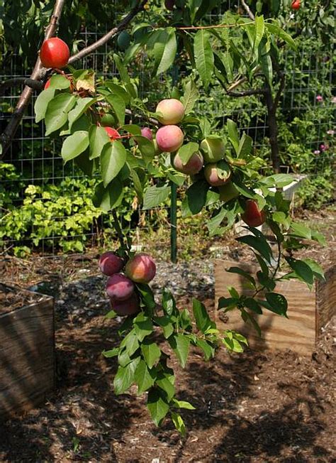 Heard Of The Tree Of 40 Fruit Growing Produce