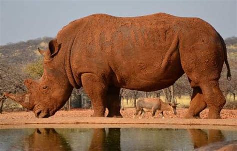 Cuerno De Rinoceronte El Tráfico Salvaje